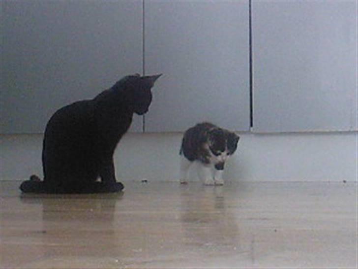 Huskat Tulle (Tullemus) - størrelses forskel på Pjevs(den sorte) og Tulle (den lille) billede 3