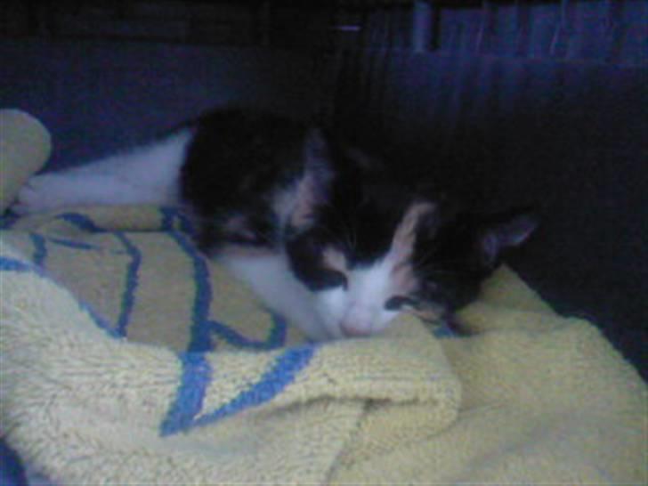 Huskat Tulle (Tullemus) - efter en laaang ny dag hos os er det godt at sove :) billede 4