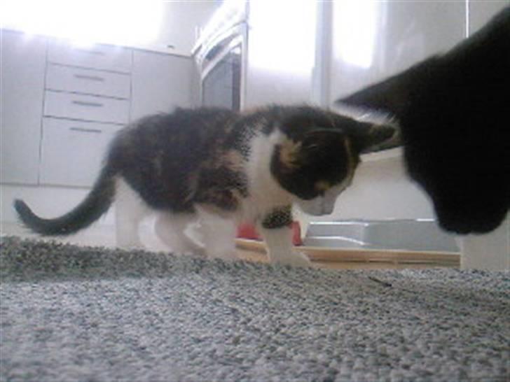 Huskat Tulle (Tullemus) - Tulle og pjevs´ hoved billede 5