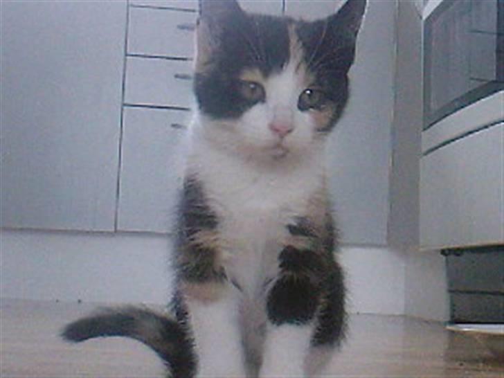 Huskat Tulle (Tullemus) - vores lille Tullemus billede 6