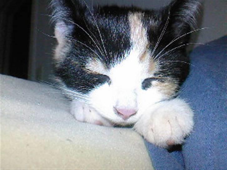 Huskat Tulle (Tullemus) - en træt Tullemus billede 7