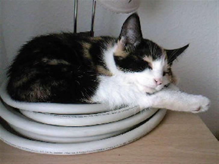 Huskat Tulle (Tullemus) - katten der ligger på mange underlige måder billede 8