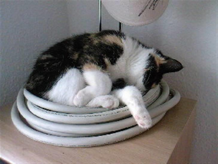 Huskat Tulle (Tullemus) - katten der ligger på mange underlige måder billede 9