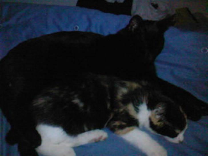 Huskat Tulle (Tullemus) - Pjevs og Tulle som ligger i ske billede 10