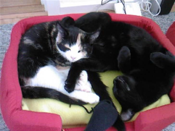 Huskat Tulle (Tullemus) - Tulle og pjevs der deler kurv billede 11