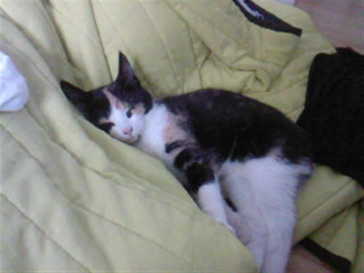 Huskat Tulle (Tullemus) - Træt tulle sover på sengetæppe billede 12