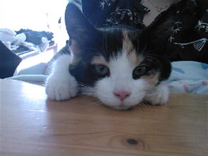 Huskat Tulle (Tullemus) - tulle som ligger halvt på bordet og på mig .. :) billede 13