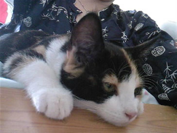 Huskat Tulle (Tullemus) - tulle som ligger halvt på bordet og på mig .. :) billede 14