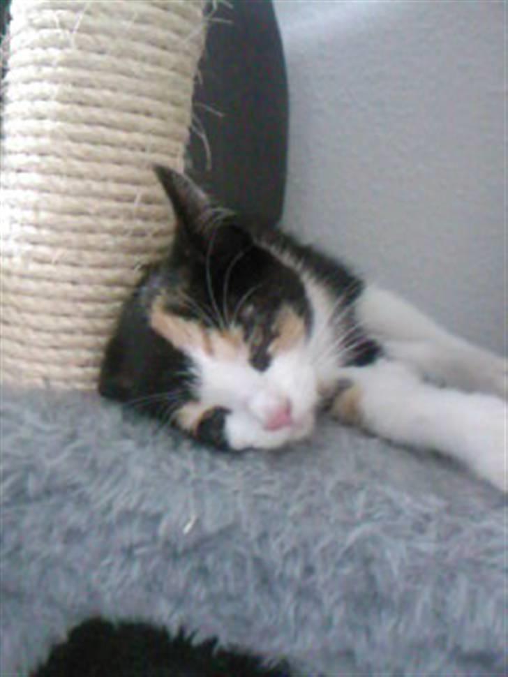 Huskat Tulle (Tullemus) - Tulle sover :) billede 15