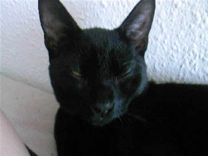 Huskat Pjevs billede 7