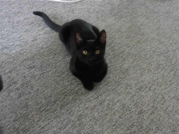 Huskat Pjevs billede 8