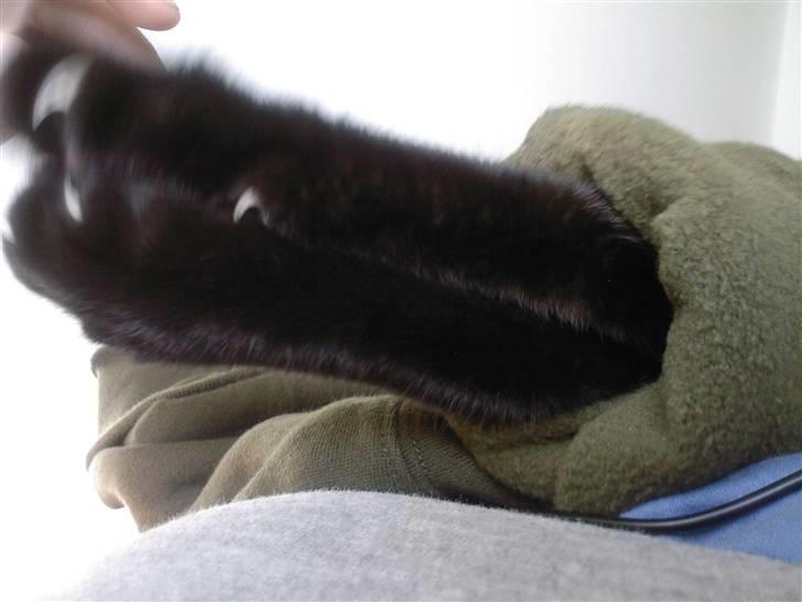 Huskat Pjevs billede 9