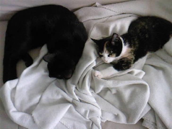 Huskat Pjevs billede 11