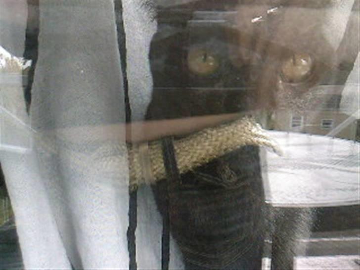 Huskat Pjevs billede 12