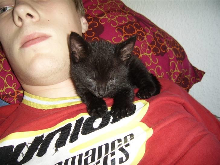 Huskat Pjevs billede 13