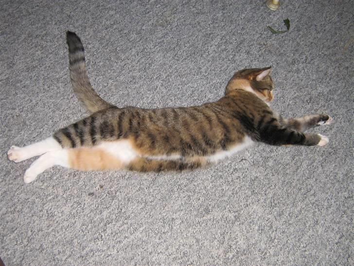 Huskat ChipChap - Såå stor er jeg :P billede 2