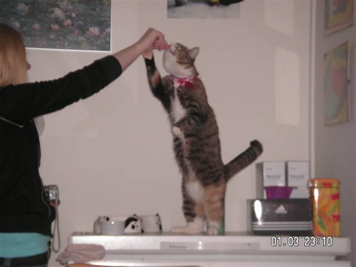 Huskat ChipChap - Hey er det mad du har der i hånden billede 3