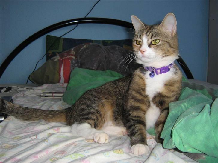 Huskat ChipChap - Hov ska vi gå nu mor ? billede 4