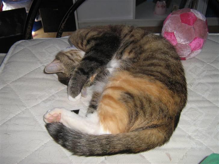 Huskat ChipChap - Hvis hun ik slukker lyset, så må jeg jo holde mig for øjnene billede 5