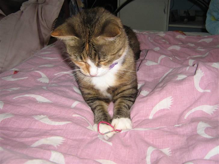 Huskat ChipChap - Fanget, min elastik :P billede 6