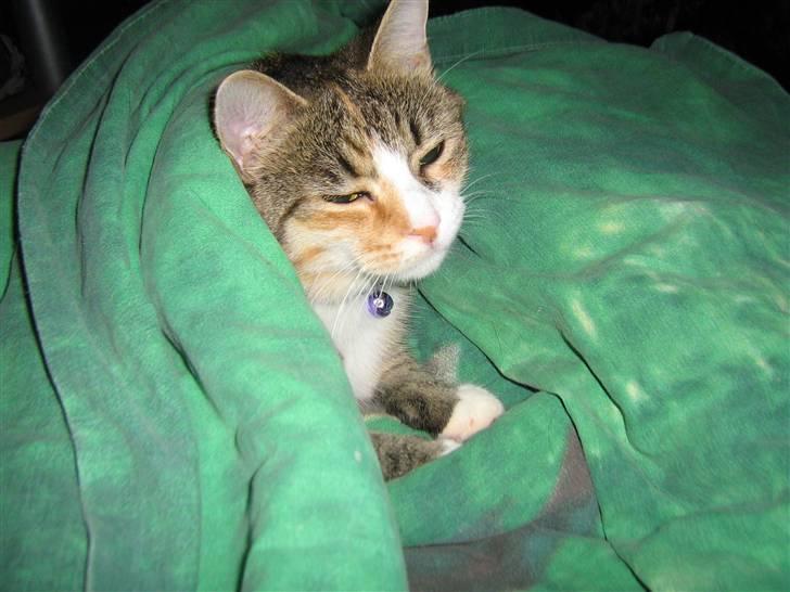 Huskat ChipChap - Ska vi op nu ? sov li så godt under dynen billede 7