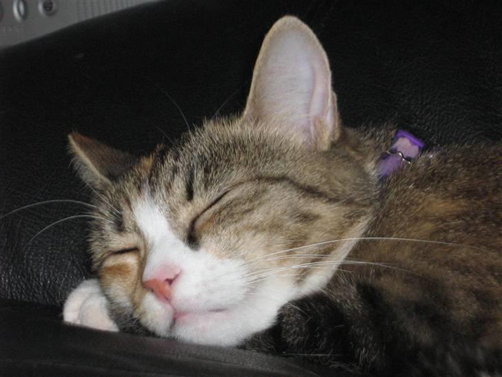 Huskat ChipChap billede 8