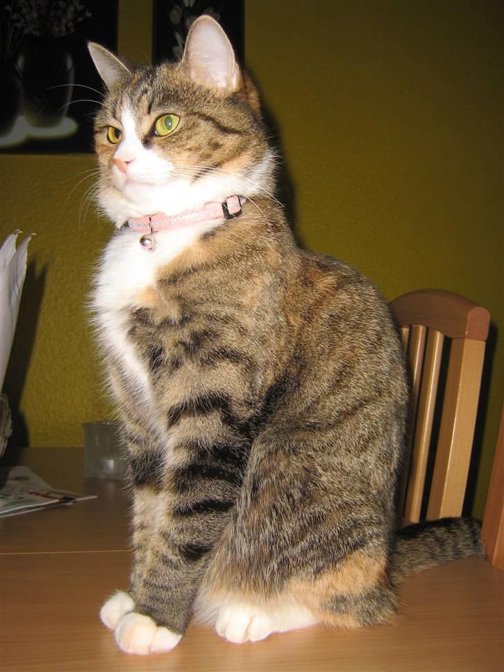 Huskat ChipChap - Lille prinsesse :) billede 9