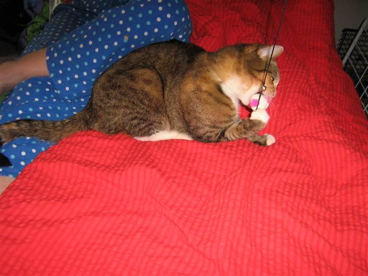 Huskat ChipChap - Ha jeg fik dig :D billede 10