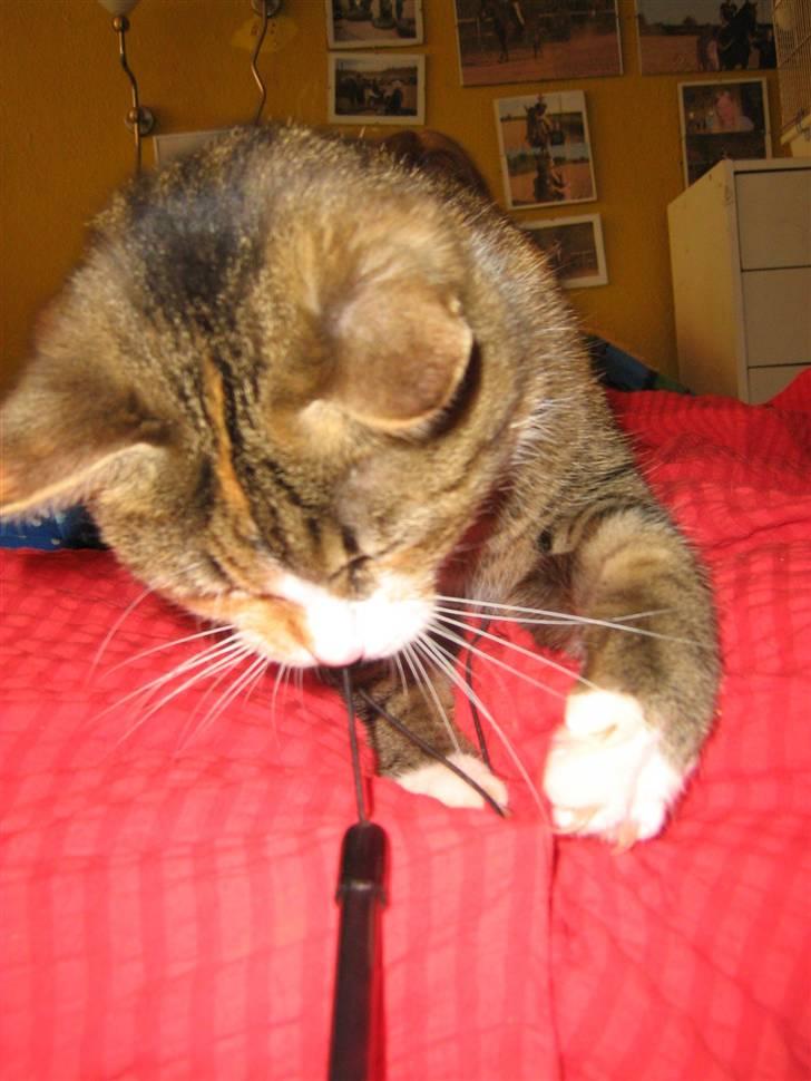 Huskat ChipChap - Hov hov du ska ik der ned billede 11