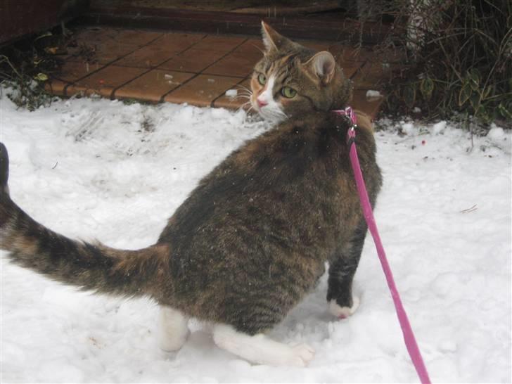 Huskat ChipChap - D. 5/12-10 billede 12