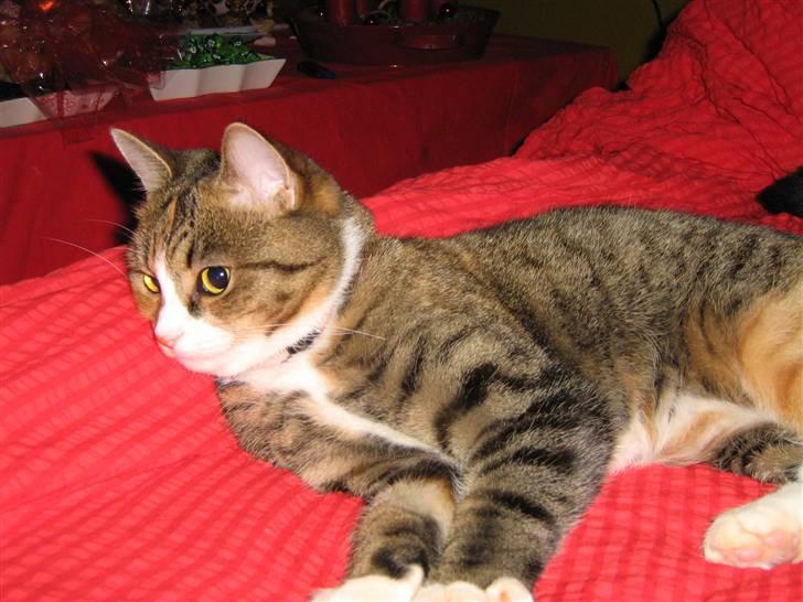 Huskat ChipChap - Hov hvem kommer der billede 13