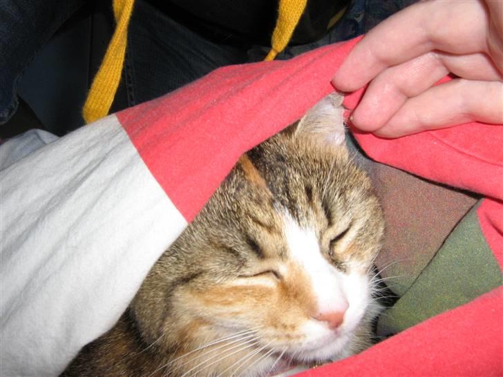 Huskat ChipChap - Ej jeg sover altså  billede 14