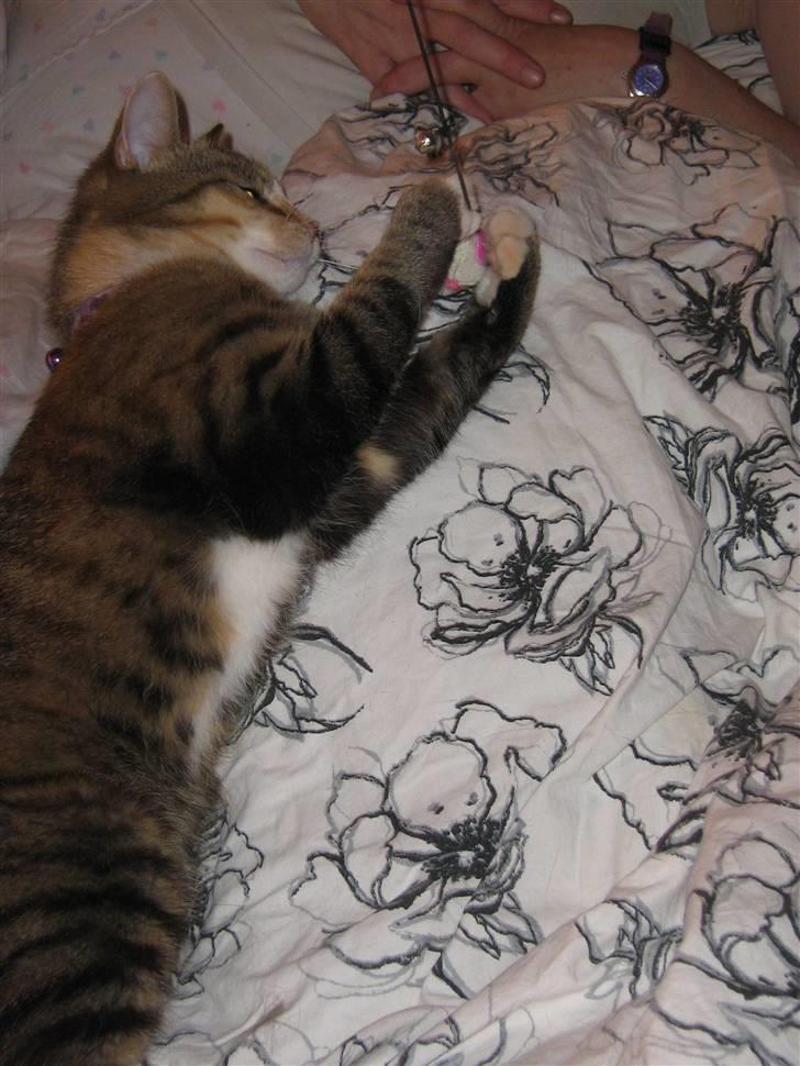 Huskat ChipChap billede 15