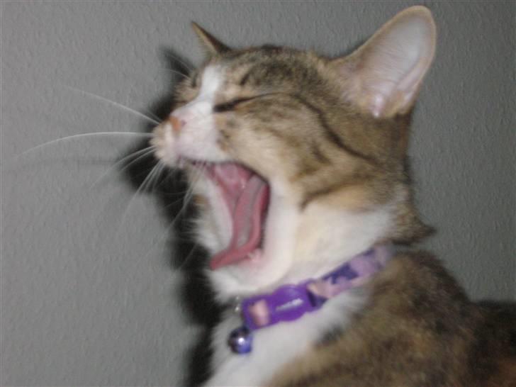 Huskat ChipChap - Gaaab billede 16