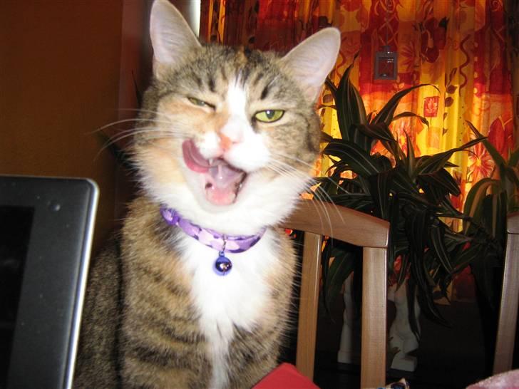 Huskat ChipChap - Mums ;) billede 17