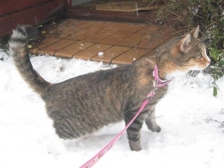 Huskat ChipChap - D. 5/12-10 billede 18