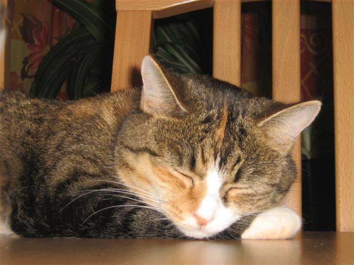 Huskat ChipChap - Pyha farvel og tak, det var en hård omgang. Giv mig gerne en bedømmelse eller udfordring, så jeg ka lege med de andre små misser :) billede 20