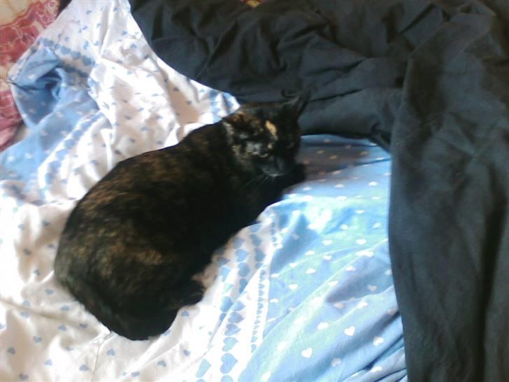 Blanding af racer MUSSE - musse min billede 8