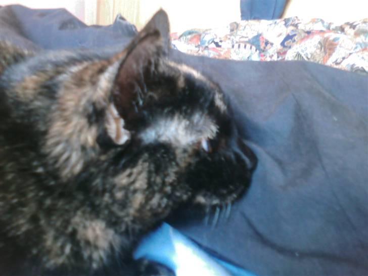 Blanding af racer MUSSE - musse´s hoved fra siden :) billede 9