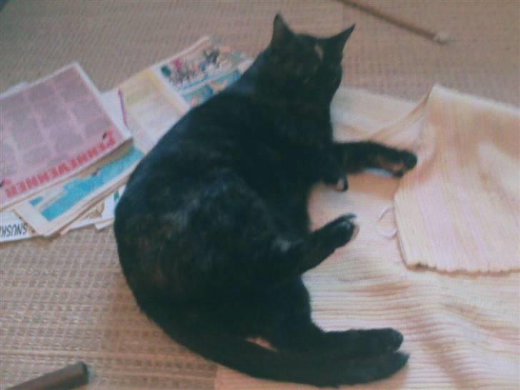 Blanding af racer MUSSE - musse tar en slapper billede 10