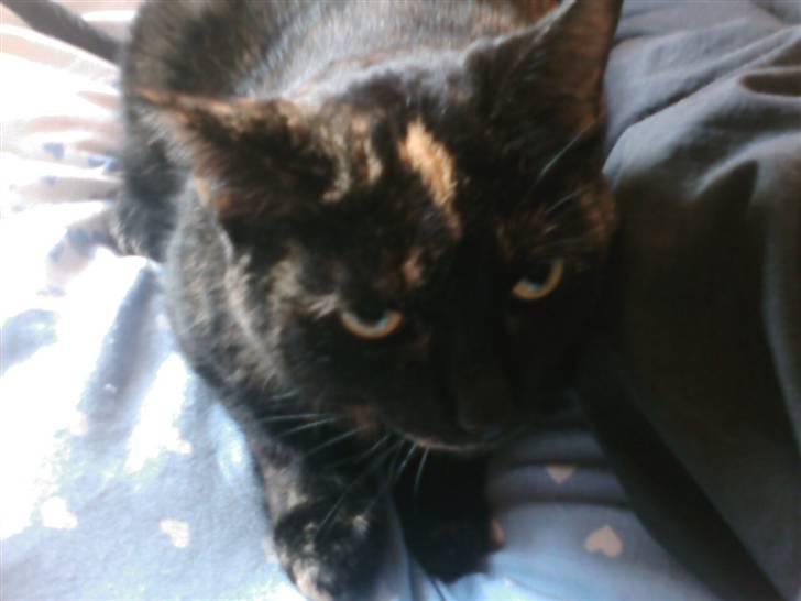 Blanding af racer MUSSE billede 11