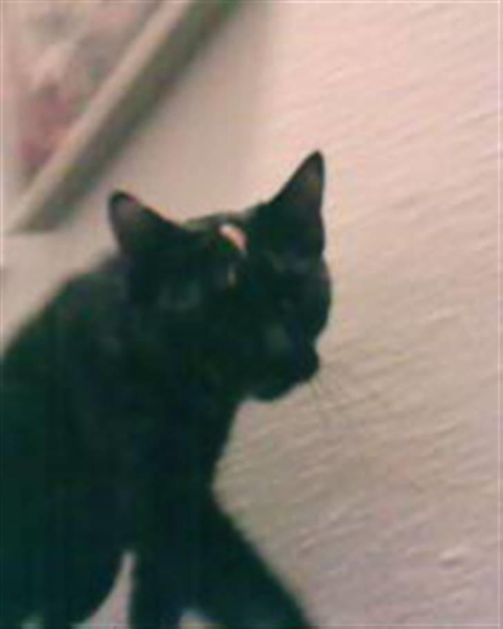 Blanding af racer MUSSE - min smukke da hun bare var lidt normal i sin fedt % billede 12