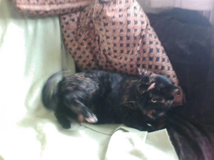 Blanding af racer MUSSE billede 13