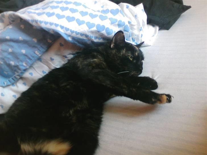 Blanding af racer MUSSE - "klø mig lige på maven"  billede 14