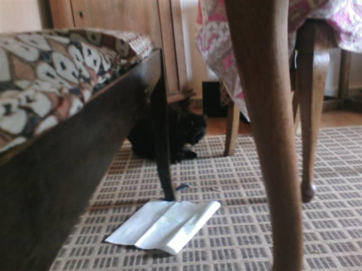 Blanding af racer MUSSE - mussi miiin <33 billede 15