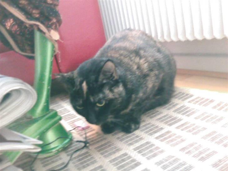 Blanding af racer MUSSE billede 16