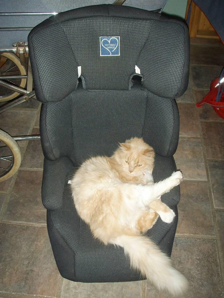 Blanding af racer Katja billede 2