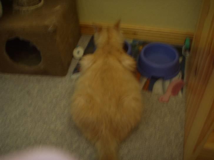 Blanding af racer Katja billede 3