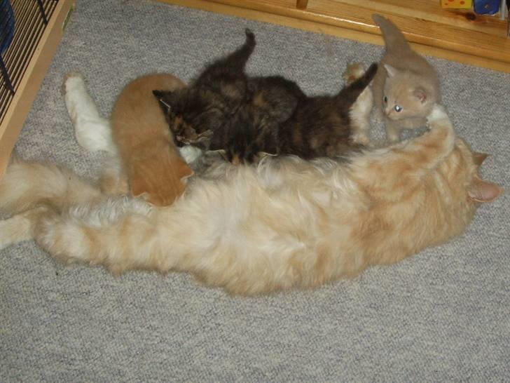 Blanding af racer Katja billede 4