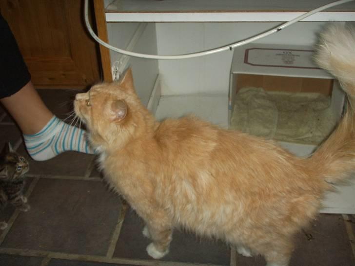 Blanding af racer Katja billede 5